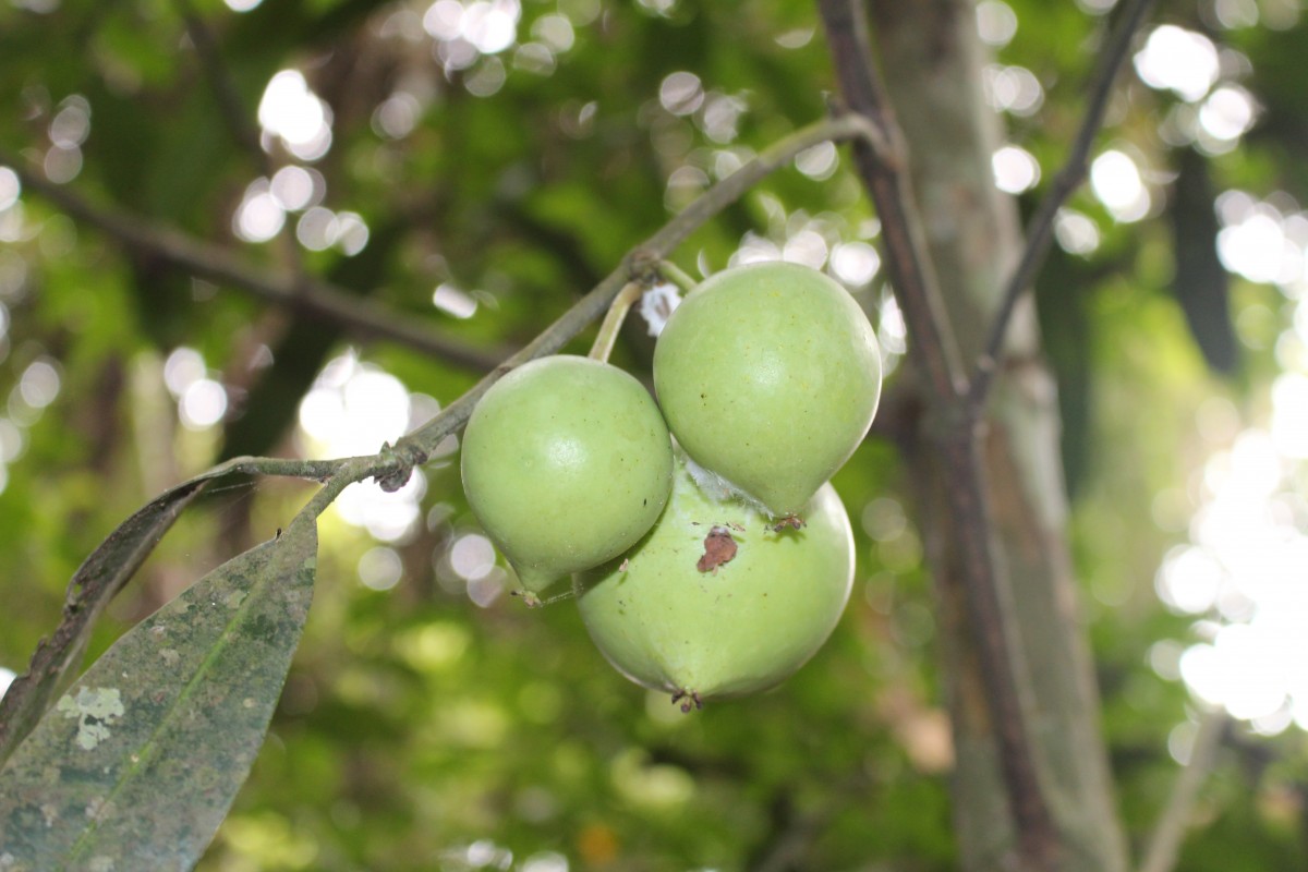 Garcinia xanthochymus Hook.f. ex T.Anderson